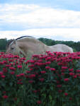 Fjord Stallion Half Diamond Luton