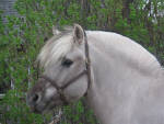 Grey Stallion Eitan