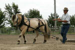 Ford Stallion Half Diamond Luton at Blue Earth Evaluation winning the log pull.